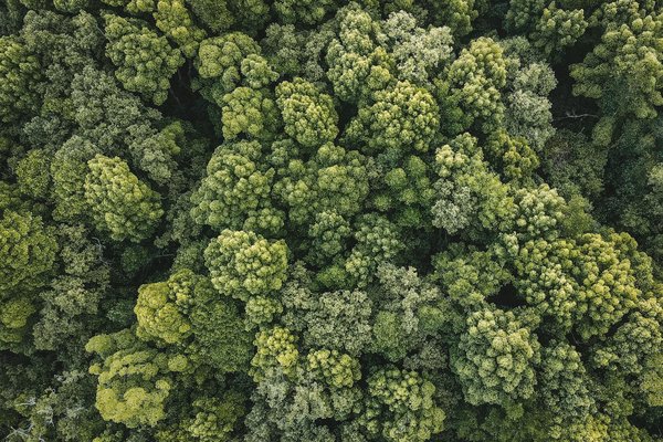 Quelle assurance santé animale est la meilleure?