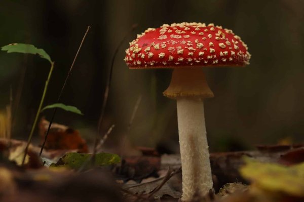 Quelles sont les différentes catégories de plantes toxiques?