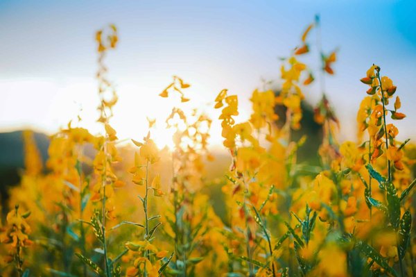 Quel est le prix moyen des fleurs de chanvre ?